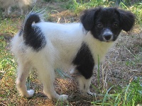 MYRTILLE